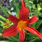 Pat-D-Daylily.jpg