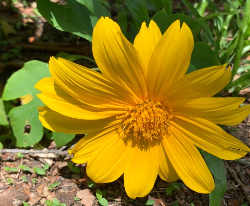 Pat-M-Mexican-Sunflower.jpg