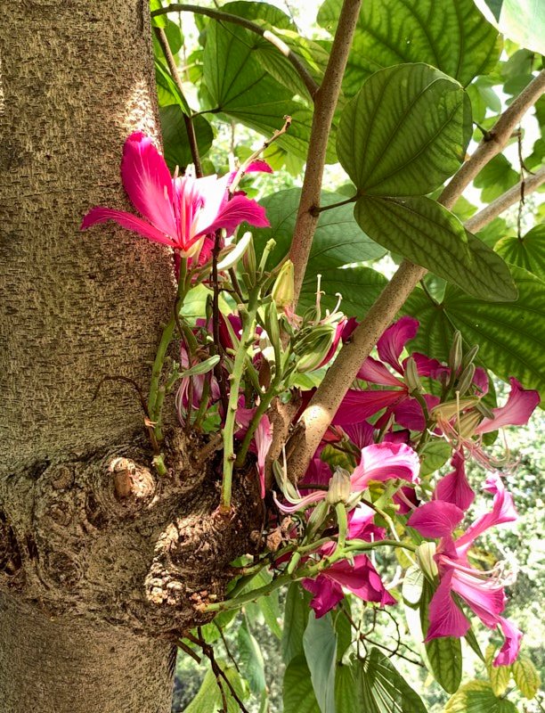 Pat-O-Orchid-Tree.jpg