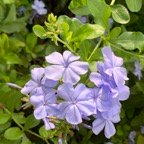 Pat-P-Plumbago.jpg