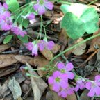 Pat-S-Sorrel.jpg