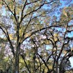 Campbell-November-007.jpg