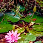 Pat-November-030.jpg