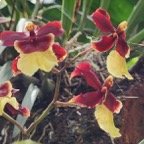 Mary-February-Eureka-029.jpg