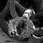 Bob-March-012.jpg