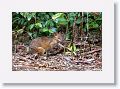 Red-legged Pademelon.