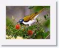 Blue-faced Honeyeater.