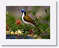 Blue-faced Honeyeater.