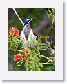 Blue-faced Honeyeater.