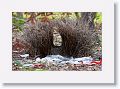 Bower of a male Great Bowerbird.