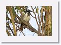 Blue-faced Honeyeater.