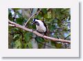 Blue-faced Honeyeater.