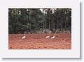 Immature Sarus Cranes.