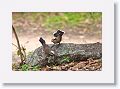 Grey-crowned Babblers.