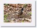 Grey-crowned Babbler.