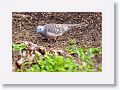 Peaceful Dove.