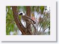 Noisy Friarbird.