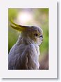 Sulphur-crested Cockatoo.