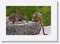 Mareeba unadorned rock wallabies.