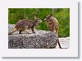 Mareeba unadorned rock wallabies.