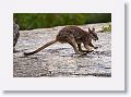 Mareeba unadorned rock wallaby.