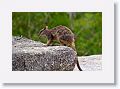 Mareeba unadorned rock wallaby.