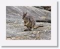 Mareeba unadorned rock wallaby.