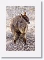 Mareeba unadorned rock wallabies.