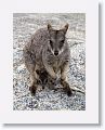 Mareeba unadorned rock wallabies.