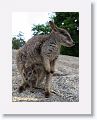 Mareeba unadorned rock wallabies.