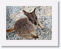 Mareeba unadorned rock wallaby.