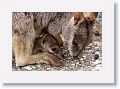 Mareeba unadorned rock wallabies.