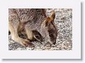 Mareeba unadorned rock wallabies.