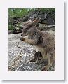 Mareeba unadorned rock wallabies.