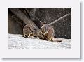 Mareeba unadorned rock wallabies.