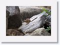 Mareeba unadorned rock wallaby.