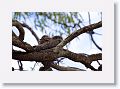 Tawny Frogmouths.