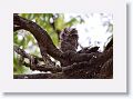 Tawny Frogmouth chick.