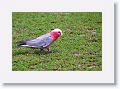 Galah.