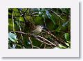 Lewin's Honeyeater.