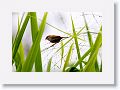 Red-browed Finch.