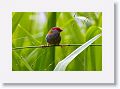 Red-browed Finch.