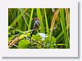 Red-browed Finch.