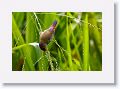 Red-browed Finch.