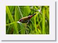 Red-browed Finch.