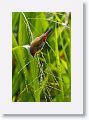 Red-browed Finch.