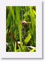 Red-browed Finch.