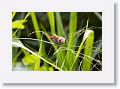 Red-browed Finch.