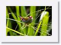 Red-browed Finch.