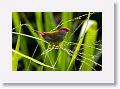 Red-browed Finch.